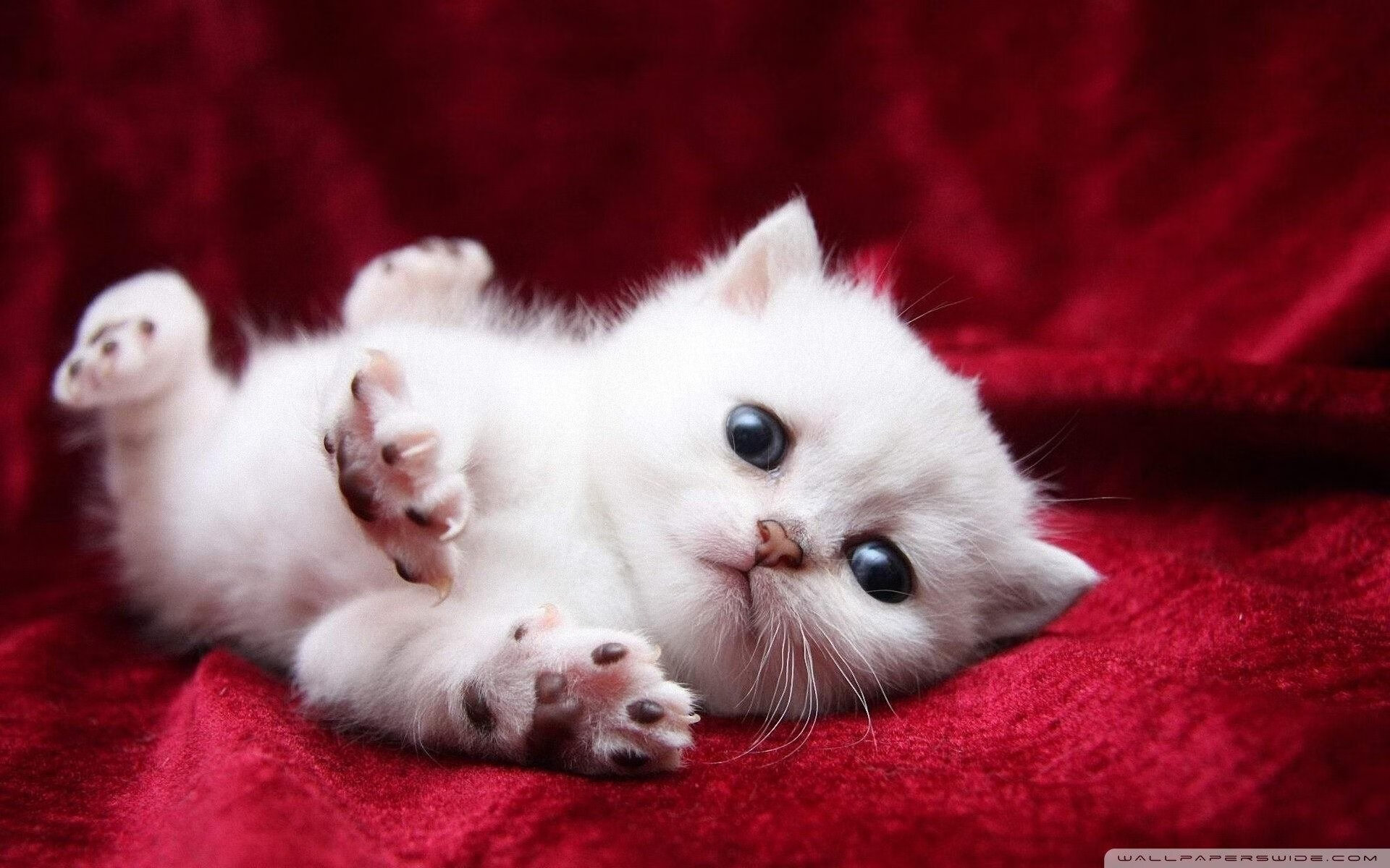 球员赛季表现参差不齐引发热议,球员数据对比