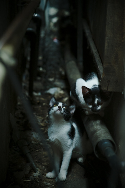 羽毛球世锦赛中国组合晋级四强,羽毛球 世锦赛