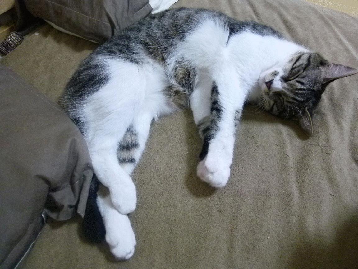 C罗社交平台感谢球迷支持不离不弃,c罗社交账号是多少