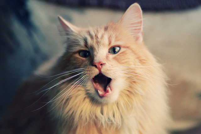 “尼古拉斯·桑特基：阿根廷美洲狮队的后场指挥官，未来展现更强实力”