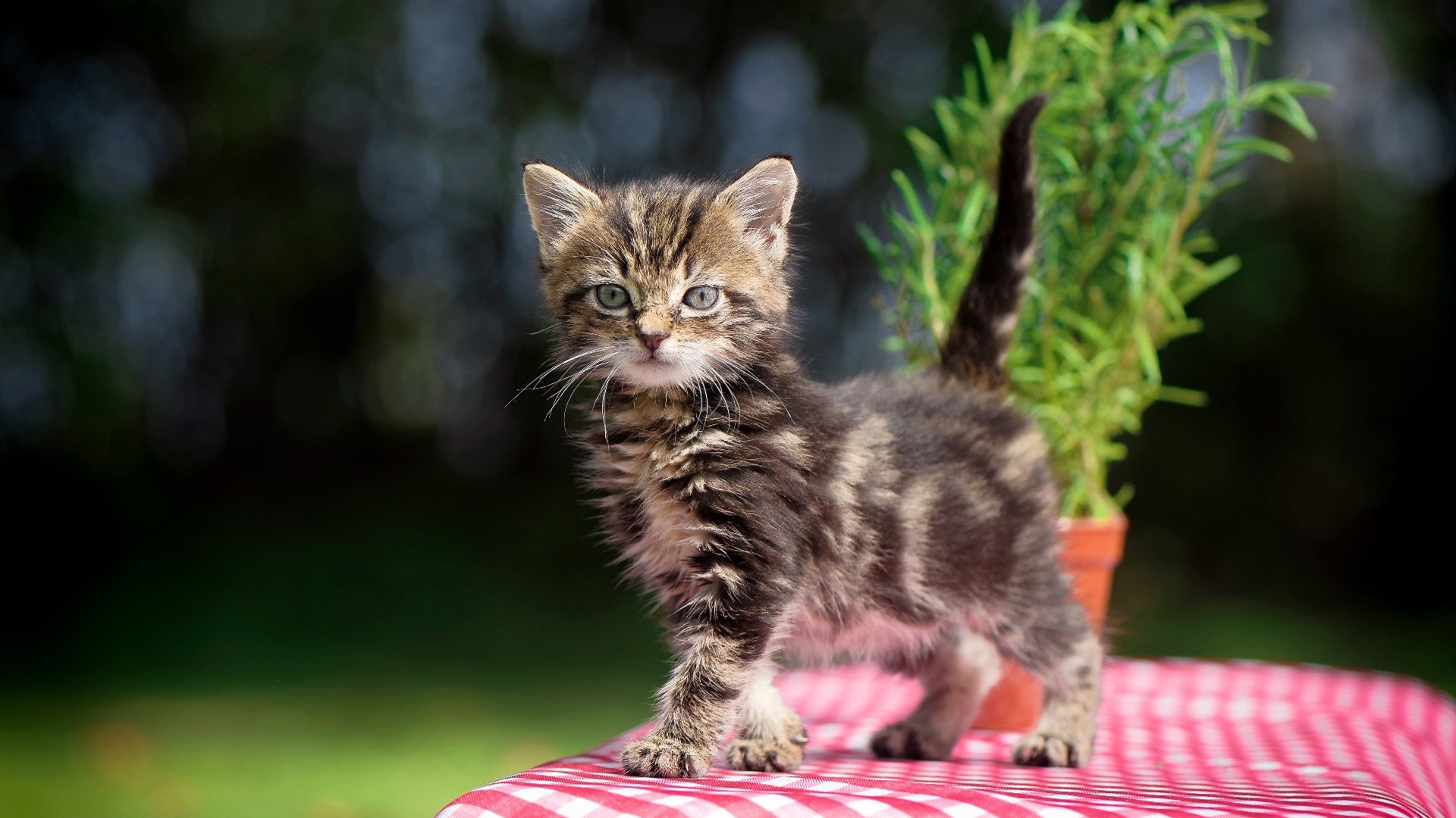 中国篮球协会发布年度赛事报告提升管理透明度，中国篮球协会查询