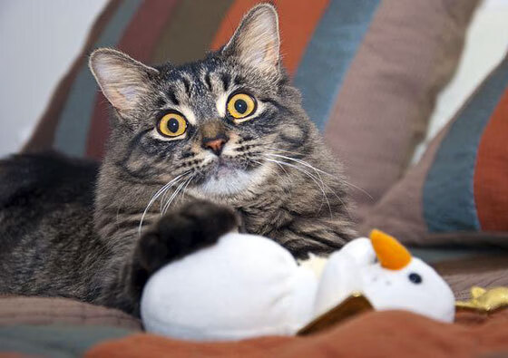 中国足球职业联赛强化球员在社交媒体规范管理,中国足球业余球员查询